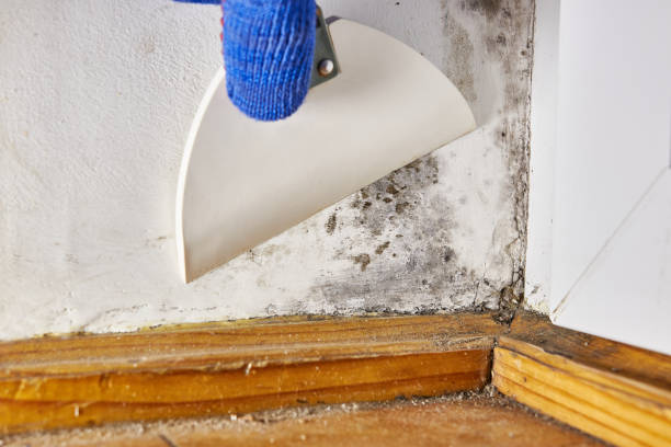 Best Mold Odor Removal Services  in Waterloo, WI